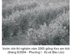 Thí nghiệm trồng chè Keo Am Tích tại Lâm Đồng năm 2004